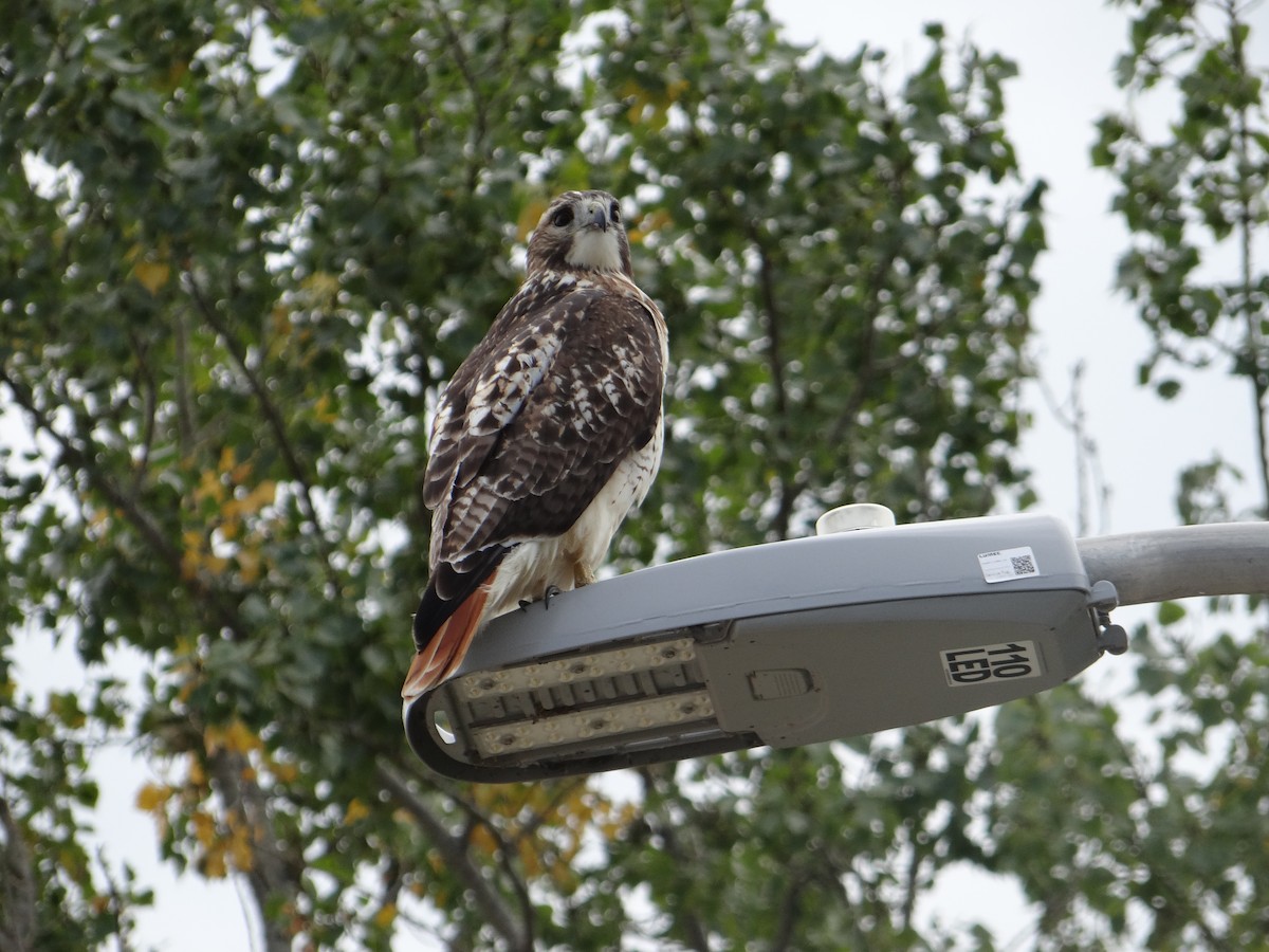 Red-tailed Hawk - ML610207407