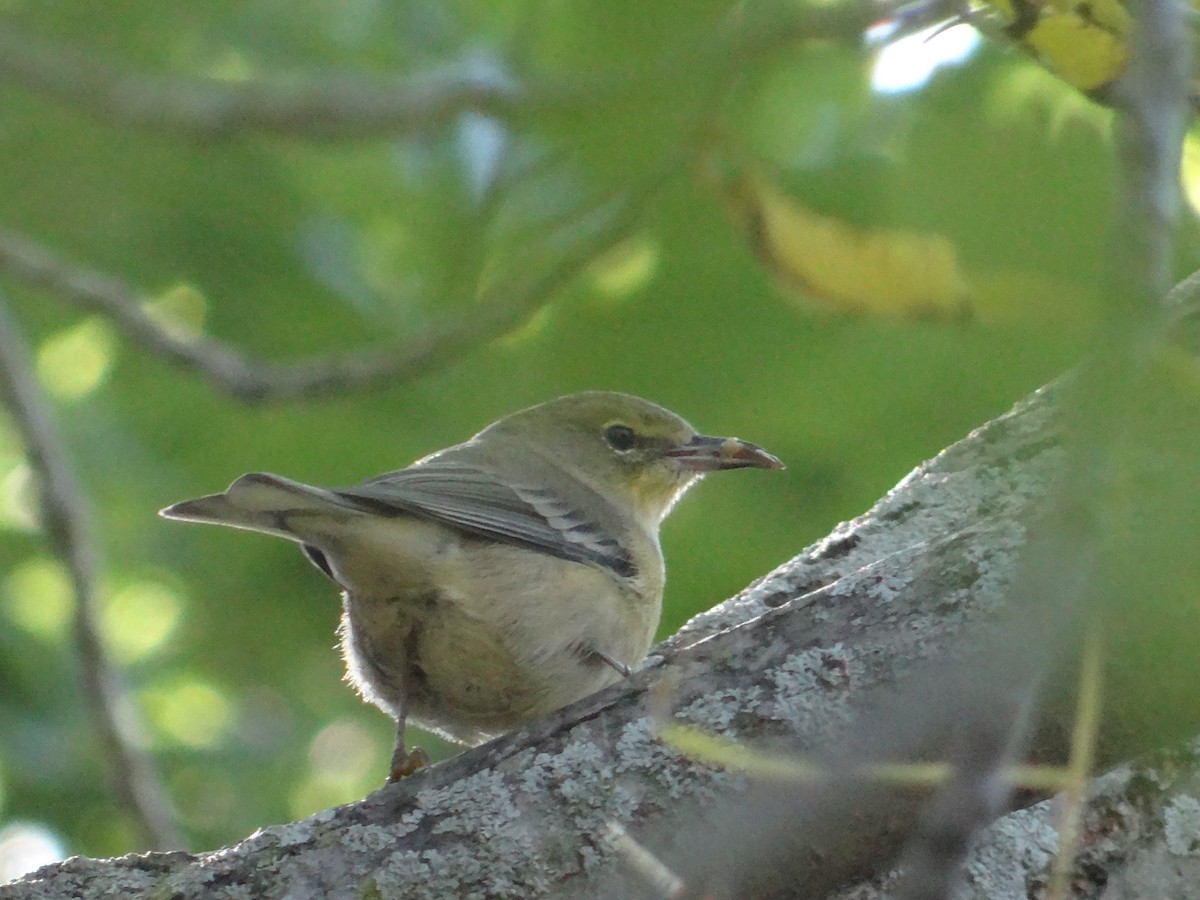 Pine Warbler - ML610207434