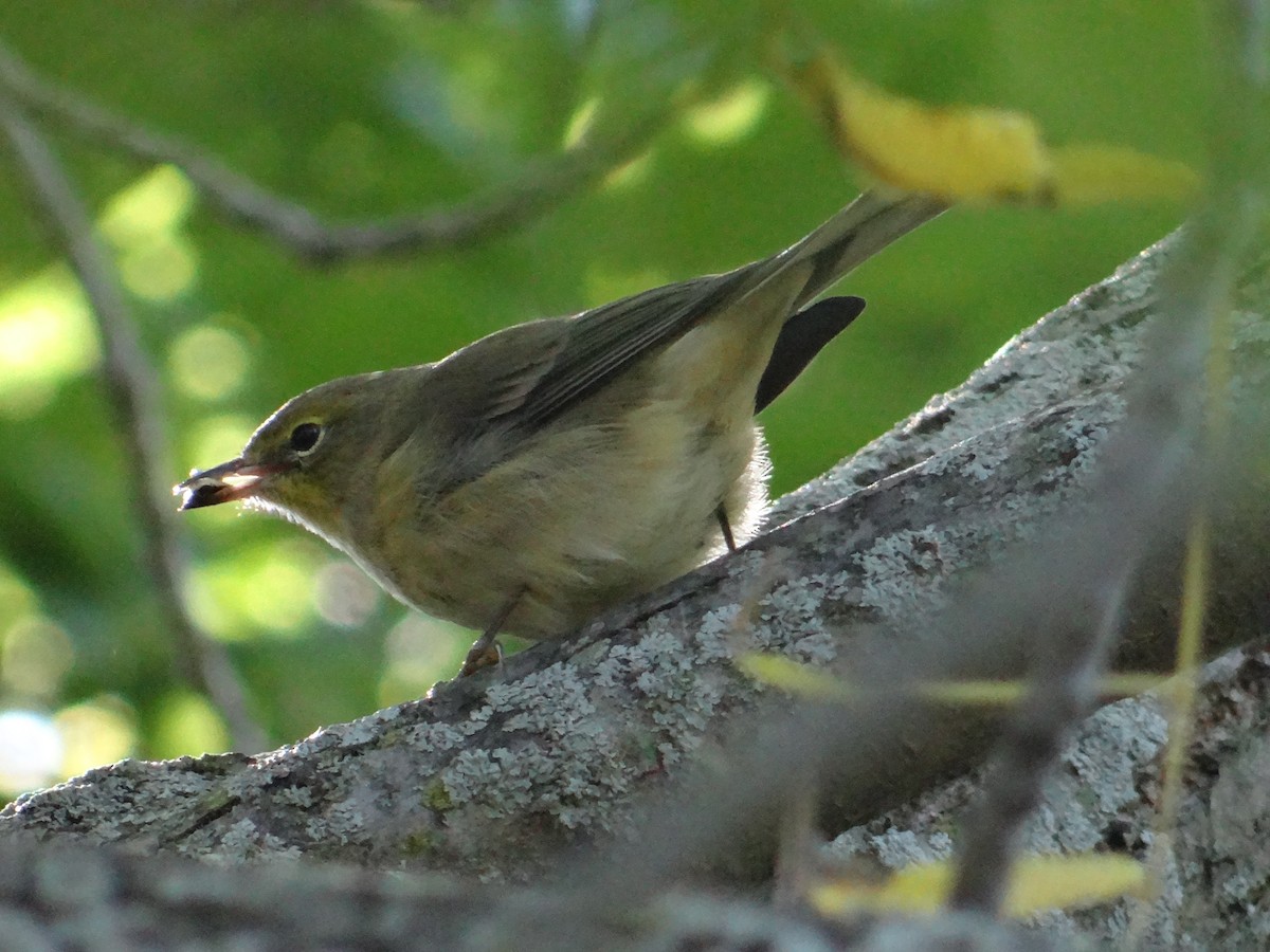 Pine Warbler - ML610207435