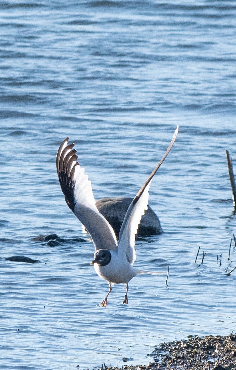 Sabine's Gull - Anuj Ghimire