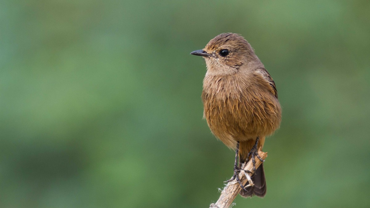 Pied Bushchat - ML610207577