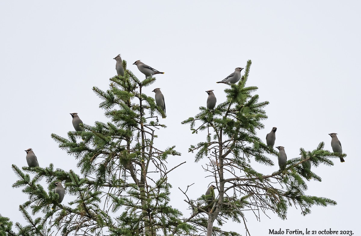 Bohemian Waxwing - ML610207737