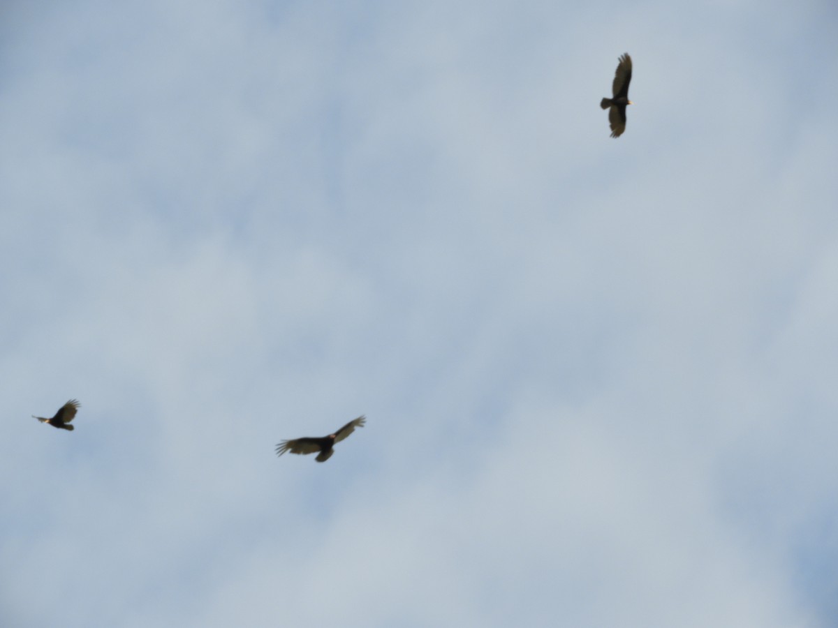 Lesser Yellow-headed Vulture - ML610207746