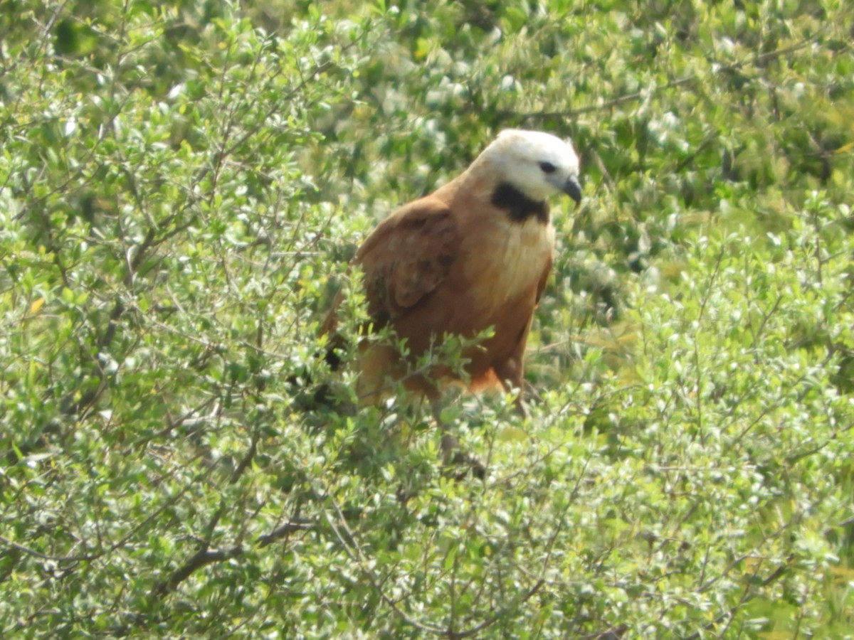 Black-collared Hawk - ML610207754