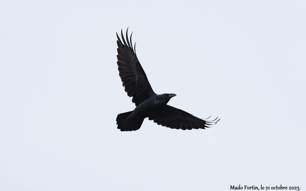 Common Raven - madeleine fortin