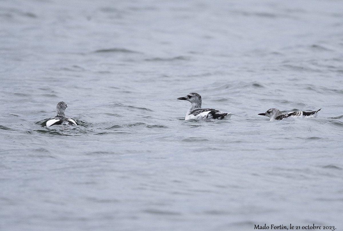 Black Guillemot - ML610207796