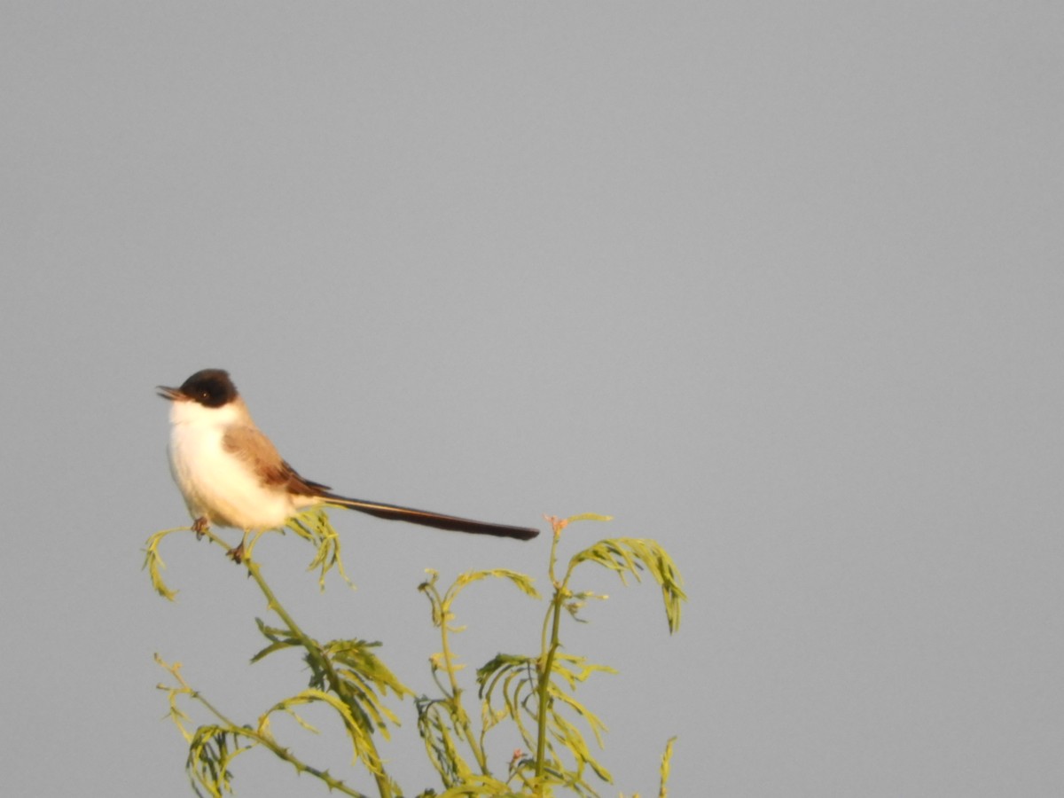 Fork-tailed Flycatcher - ML610207874