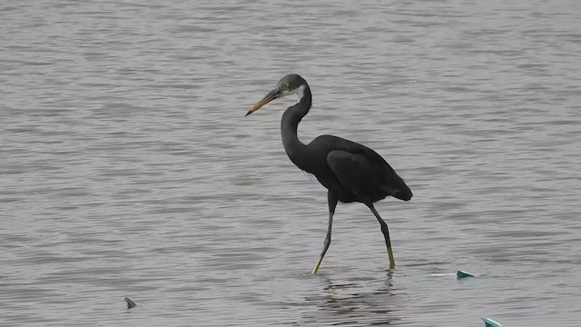 Western Reef-Heron - ML610207887