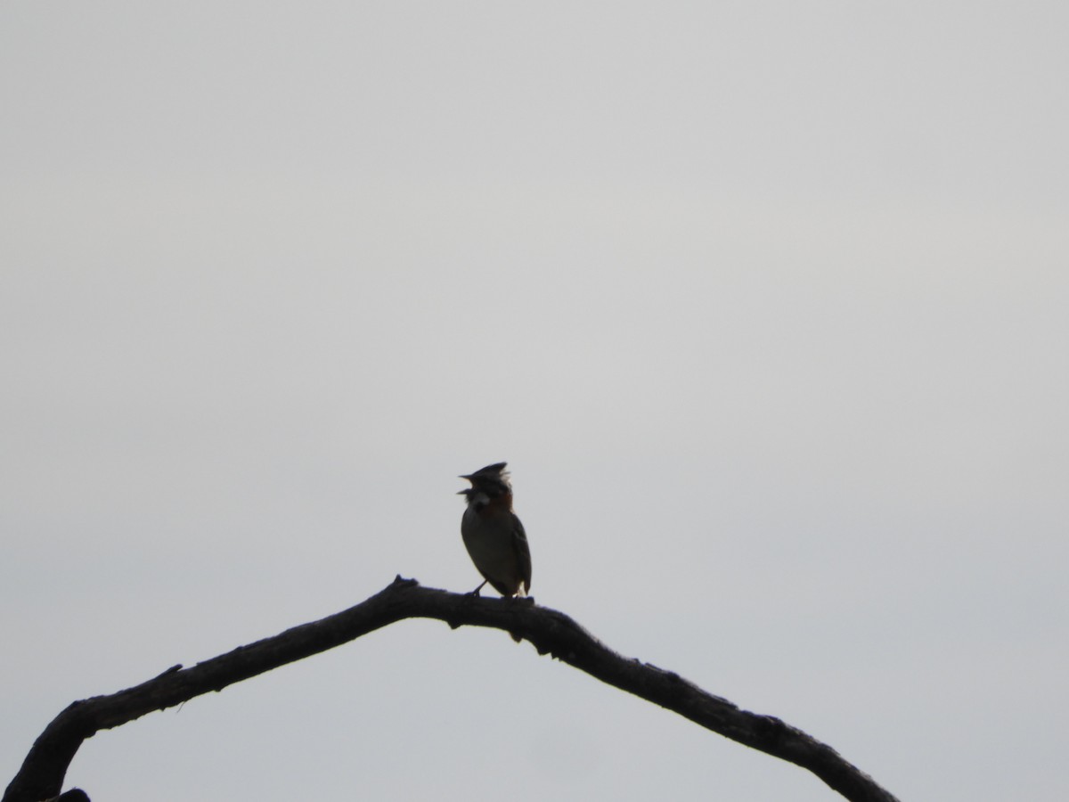Rufous-collared Sparrow - ML610207897