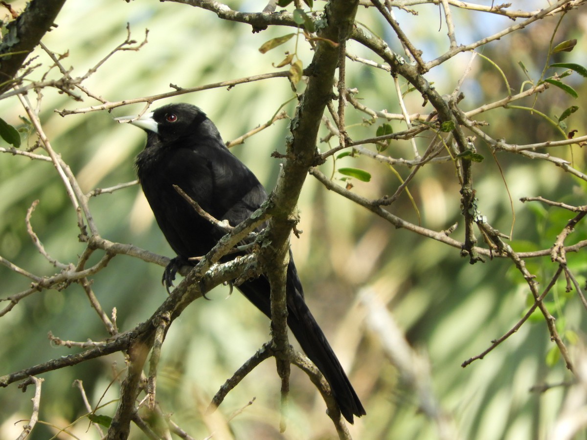 Solitary Black Cacique - ML610207909