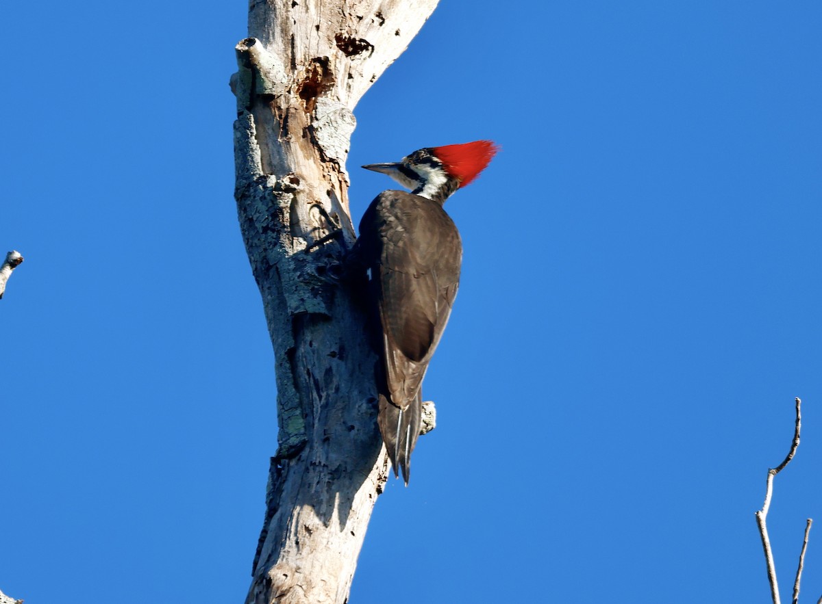 Pileated Woodpecker - ML610207929