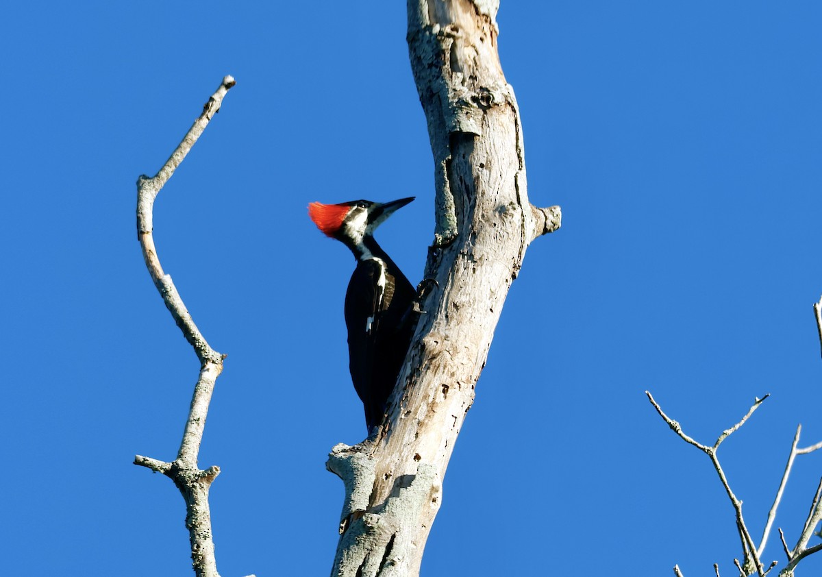 Pileated Woodpecker - ML610207930