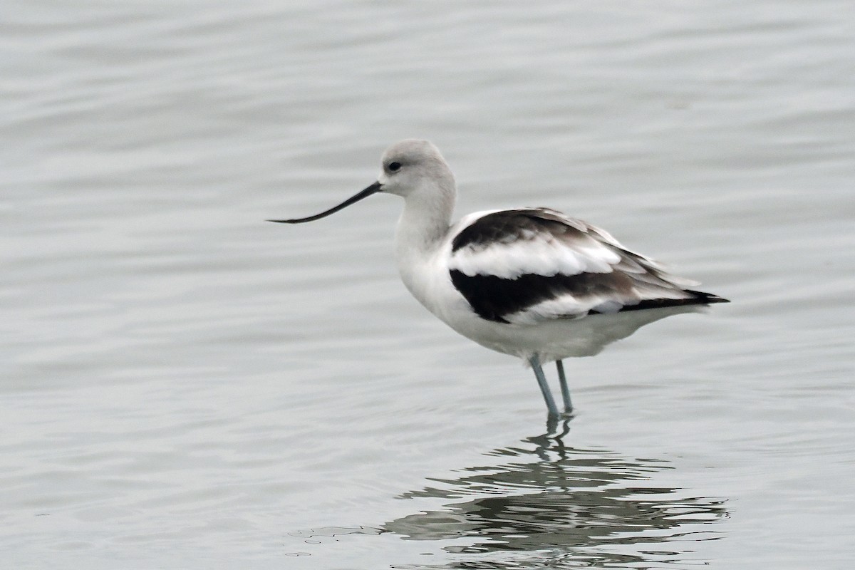 American Avocet - ML610207954