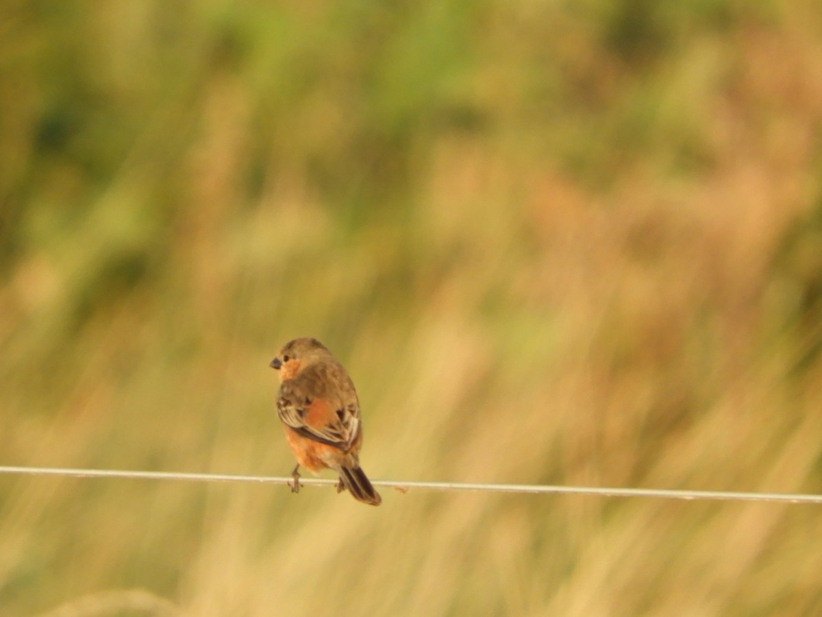 Tawny-bellied Seedeater - Silvia Enggist