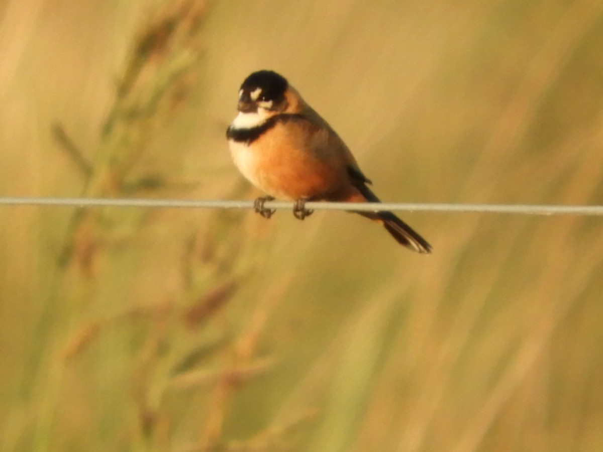Rusty-collared Seedeater - ML610208046
