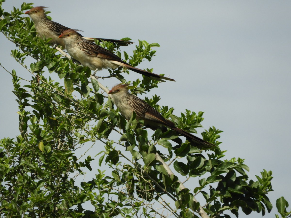 Guira Cuckoo - ML610208101