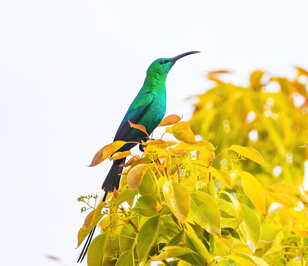 Malachite Sunbird - ML610208103