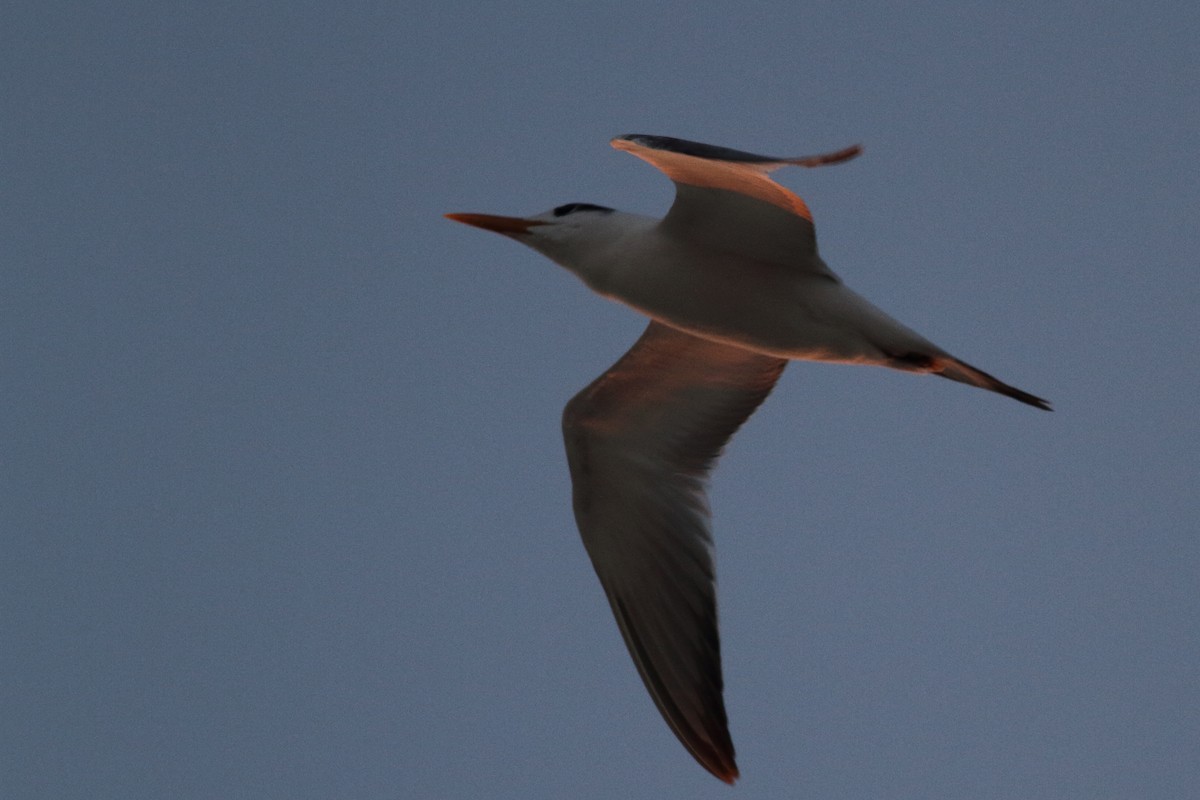 Royal Tern - ML610208184