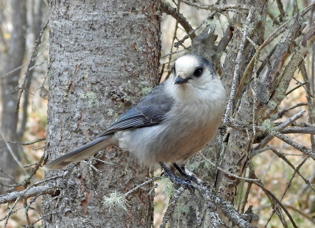 Canada Jay - ML610208238