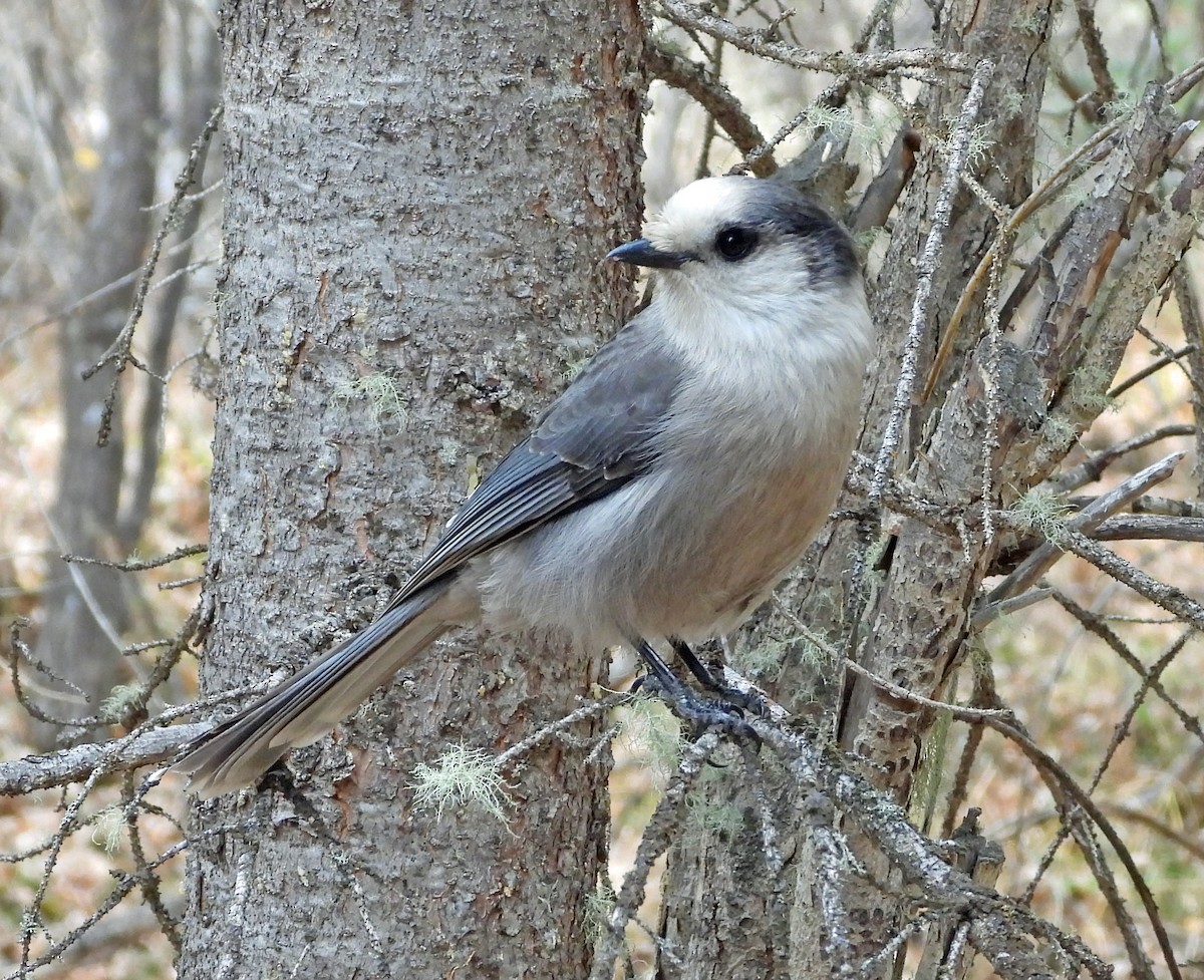 Mésangeai du Canada - ML610208240