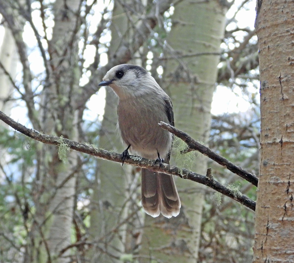 Canada Jay - ML610208241