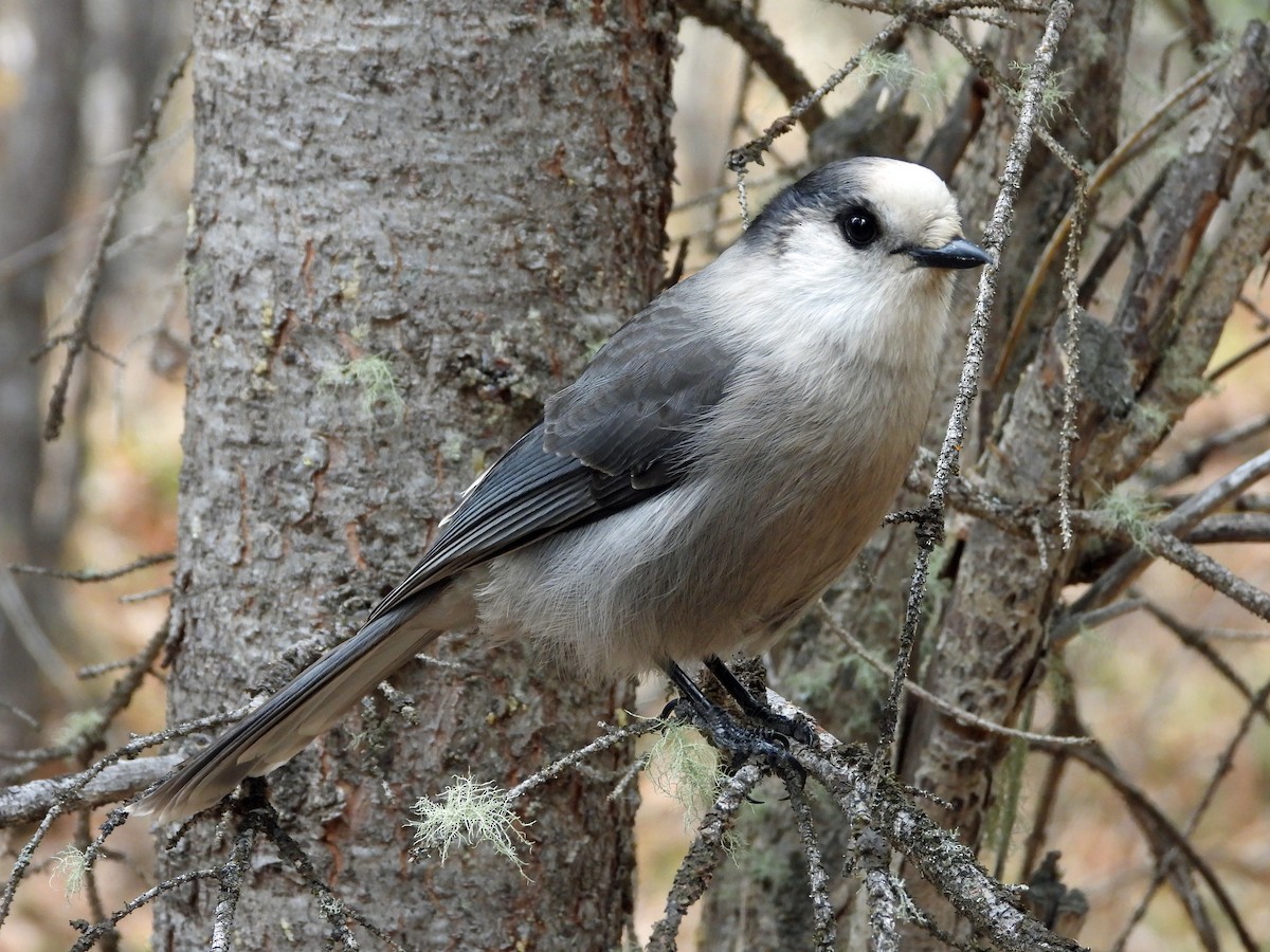 Canada Jay - ML610208242