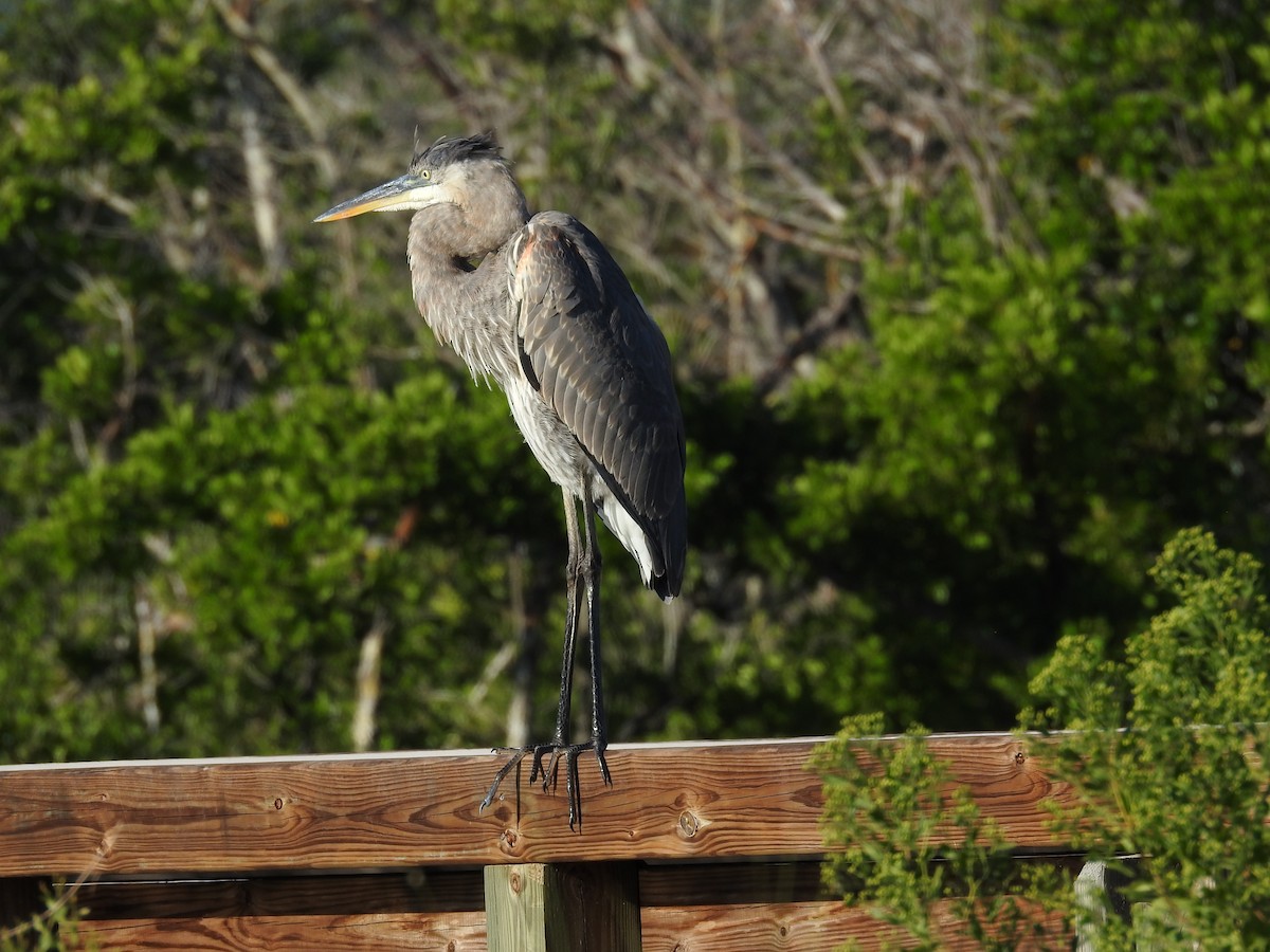 Great Blue Heron - ML610208327