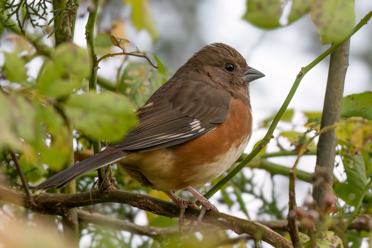 Eastern Towhee - Kevin  Fox