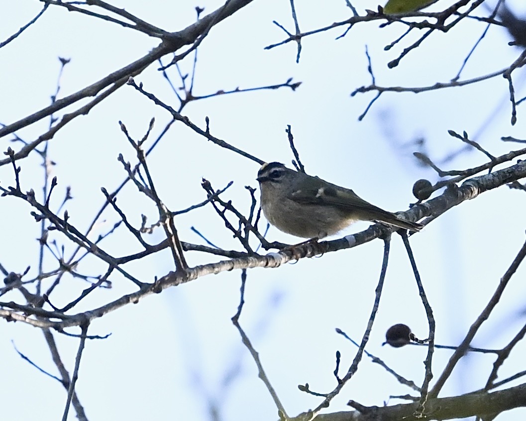 Roitelet à couronne dorée - ML610208436