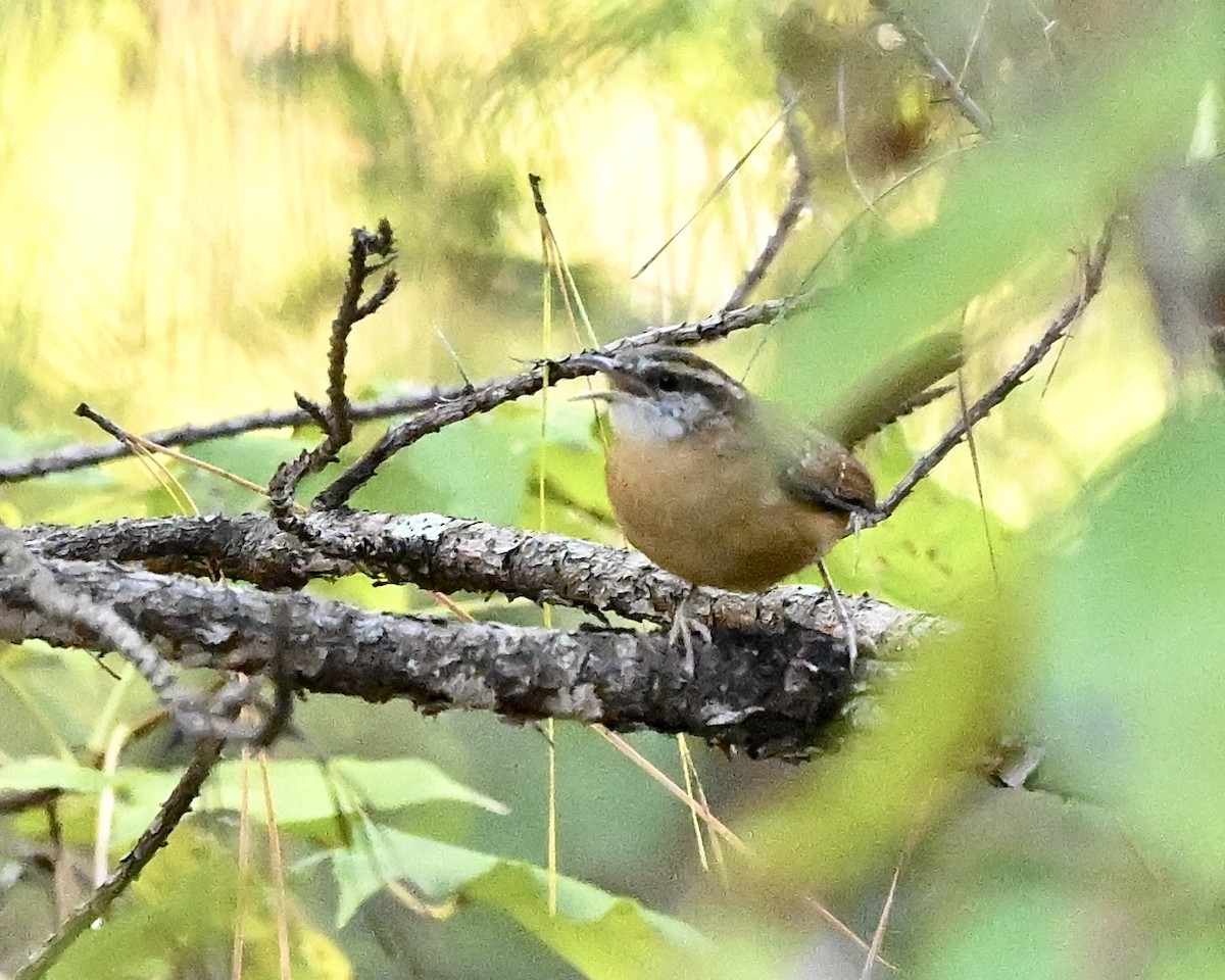 Carolina Wren - ML610208440