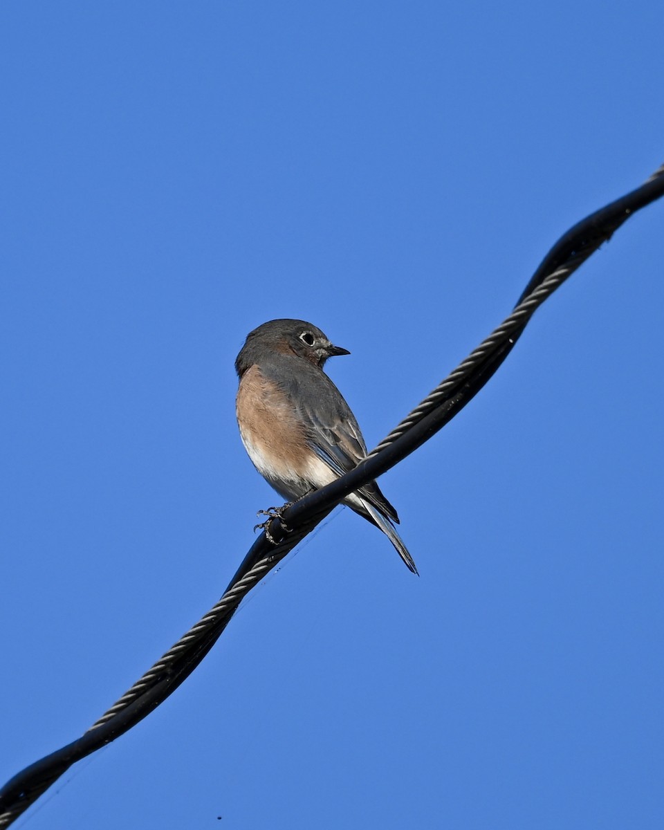 Eastern Bluebird - ML610208467