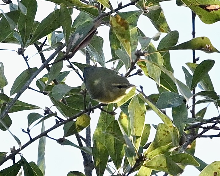 Orange-crowned Warbler - ML610208472