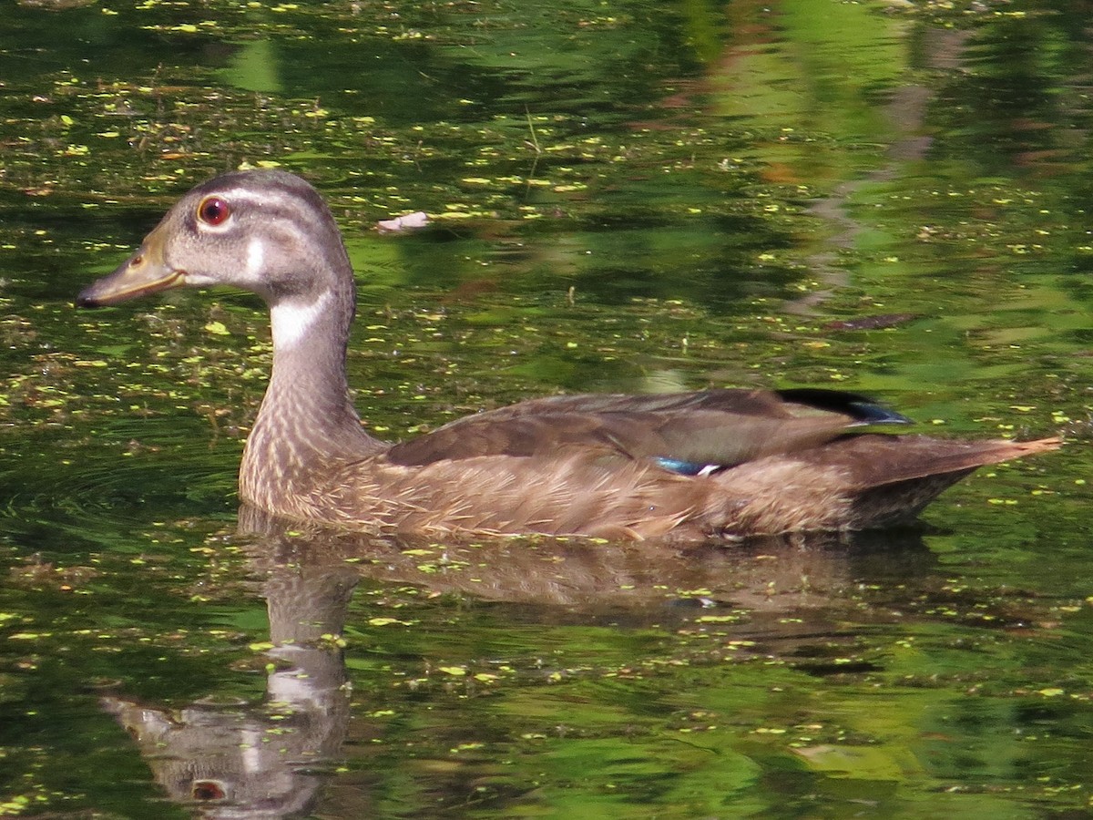 Wood Duck - ML610208632