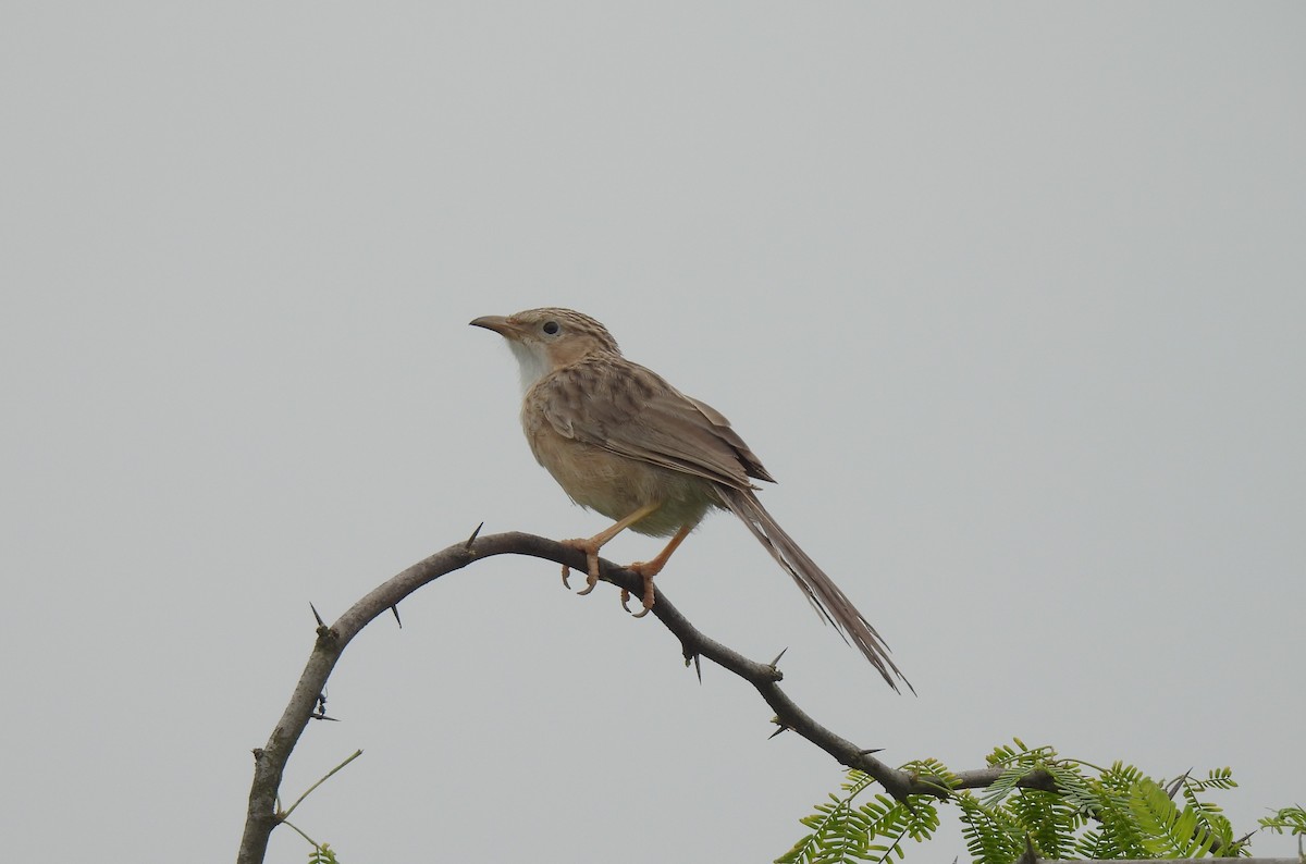 Common Babbler - ML610208677