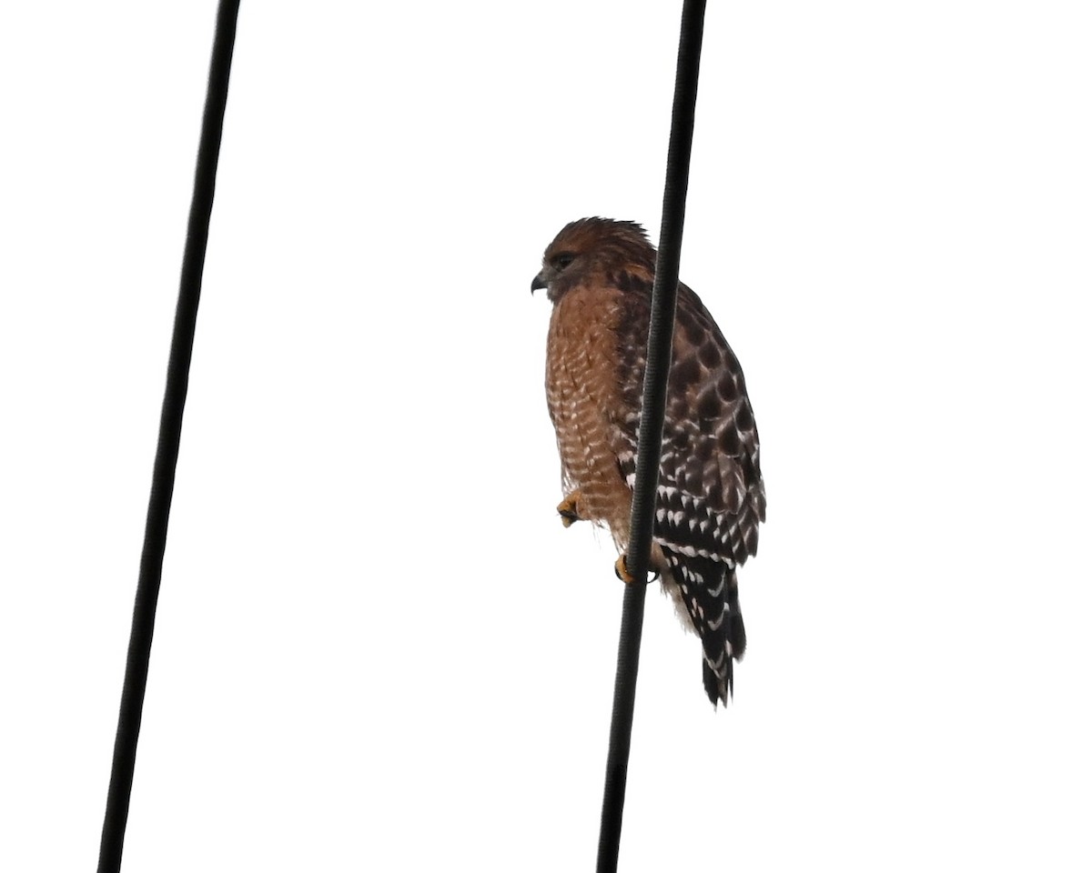 Red-shouldered Hawk - ML610208693