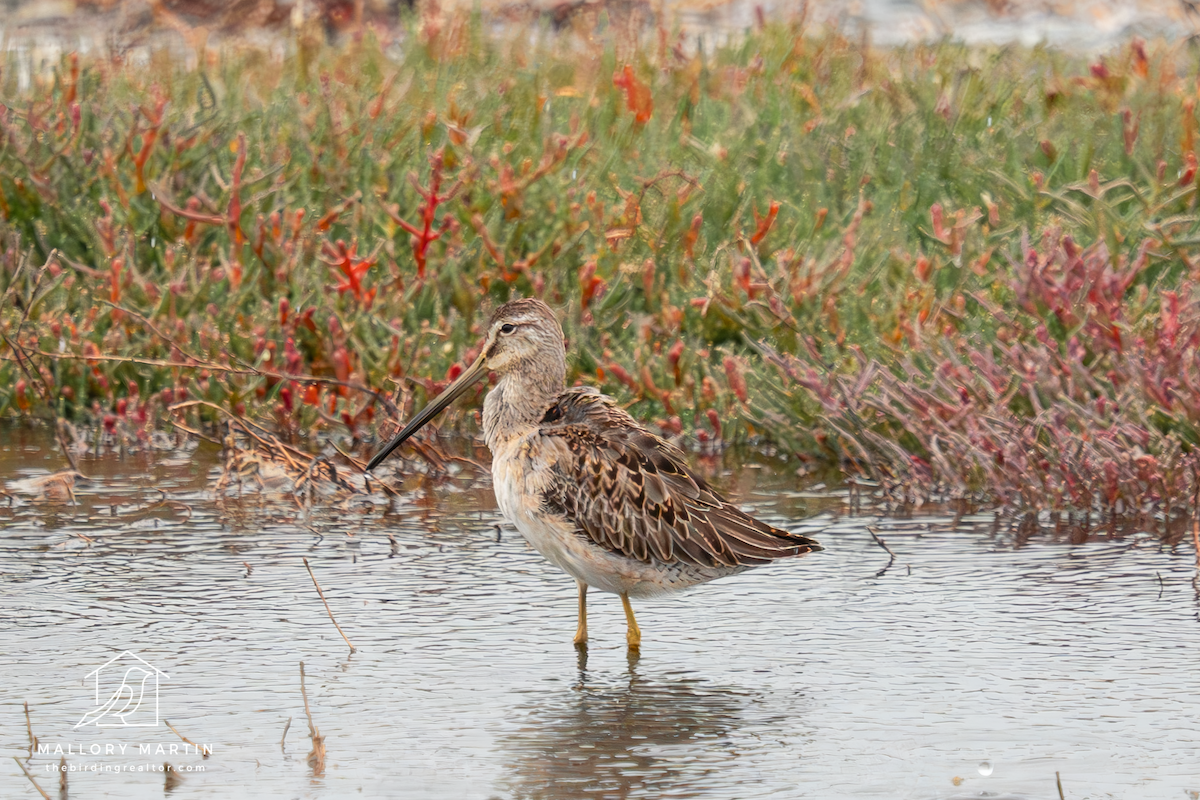 Long-billed Dowitcher - Mallory Martin