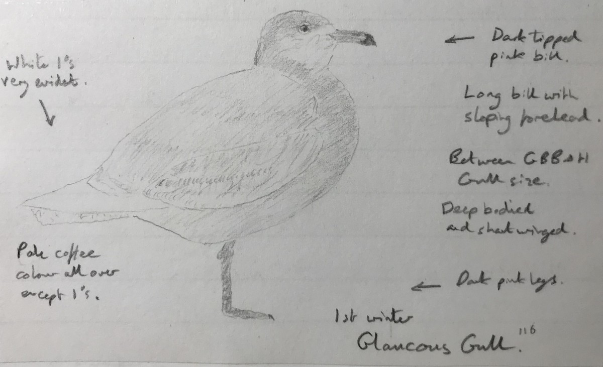 Glaucous Gull - Andy Parkes