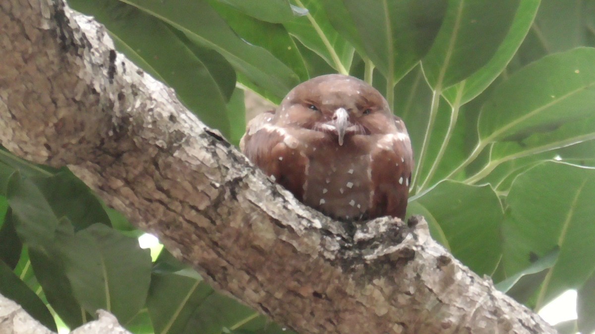 Oilbird - Elsy M. Rodriguez