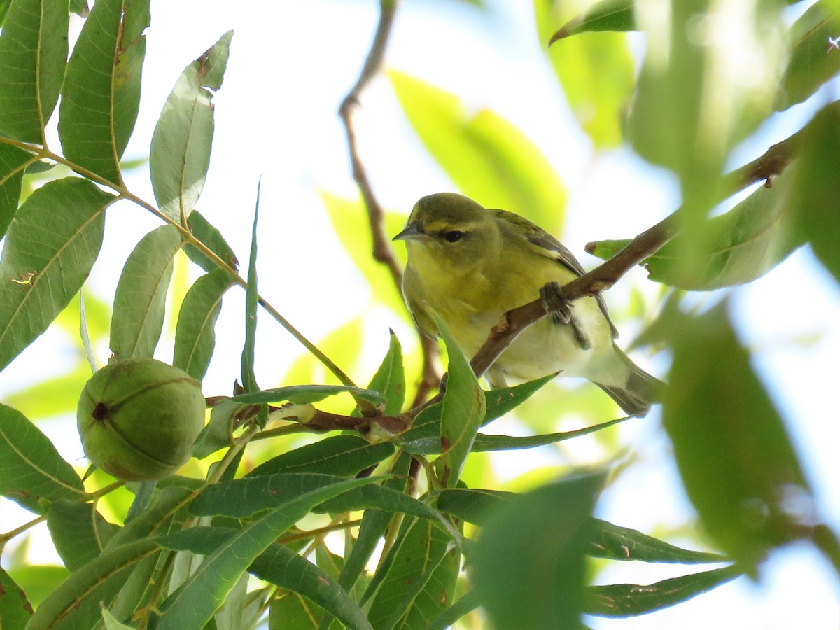 Tennessee Warbler - ML610209038