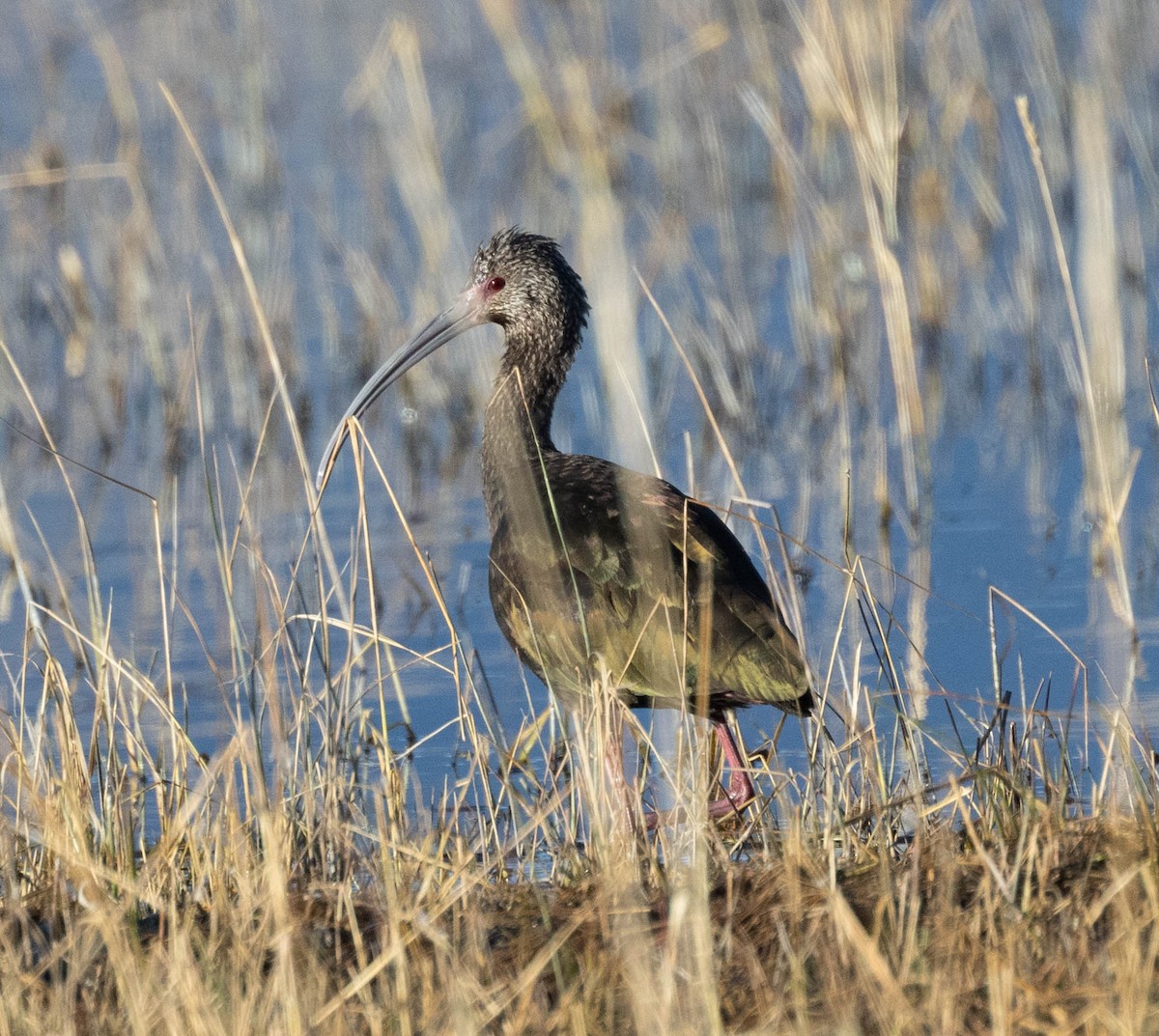 Ibis à face blanche - ML610209067