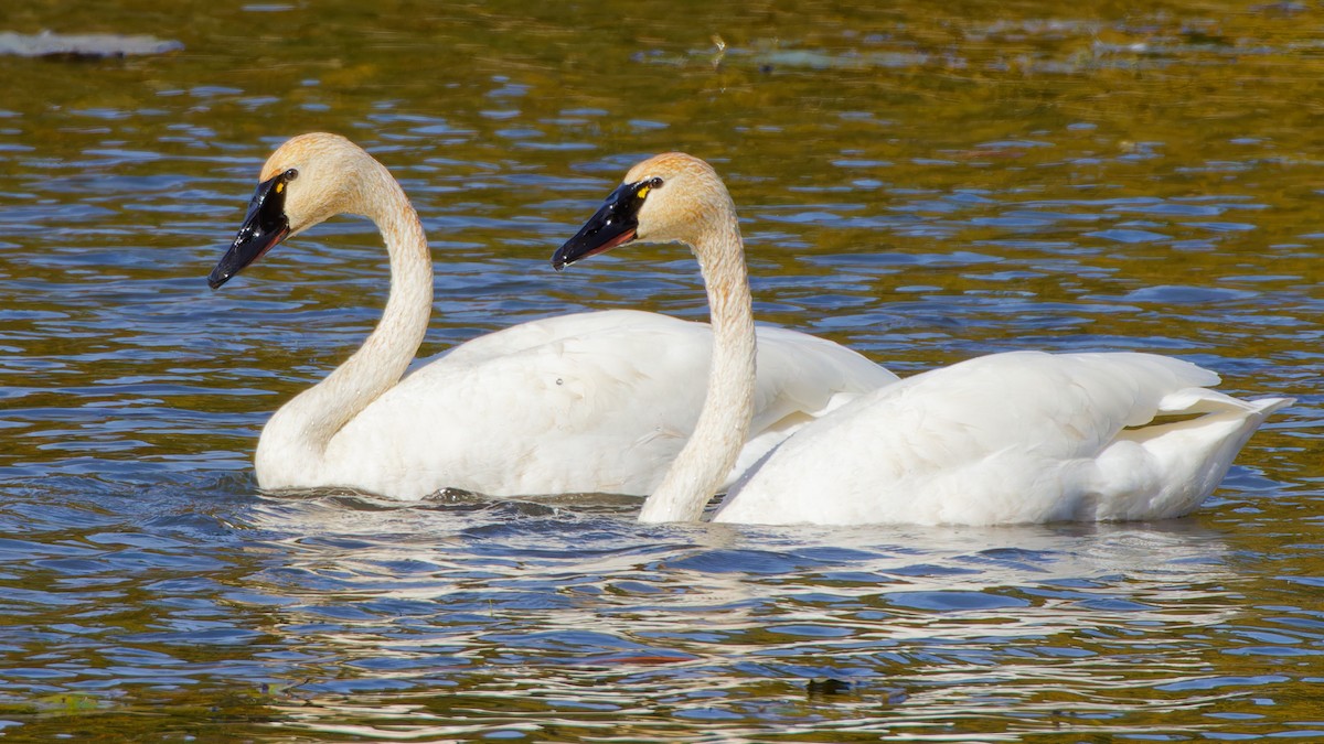 Tundra Swan - ML610209125