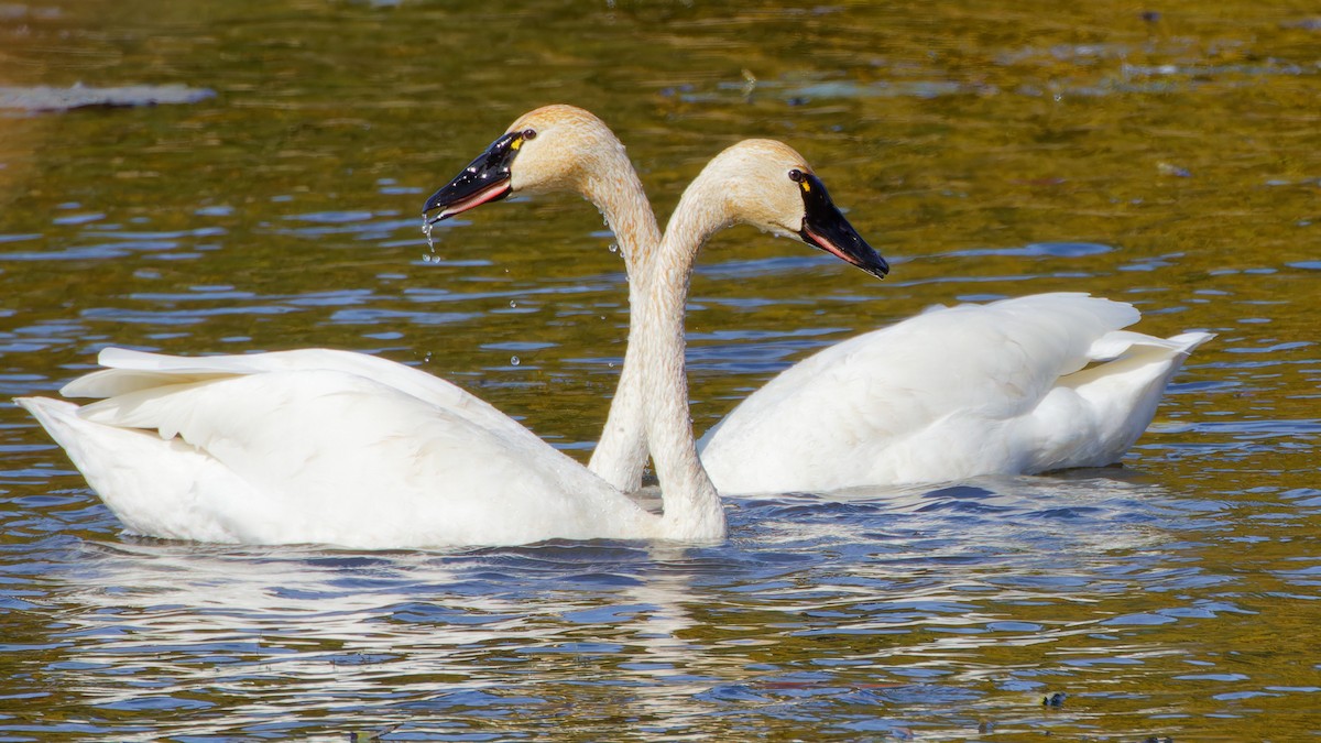 Tundra Swan - ML610209126