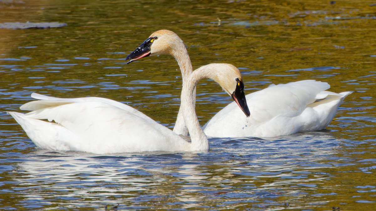 Tundra Swan - ML610209128