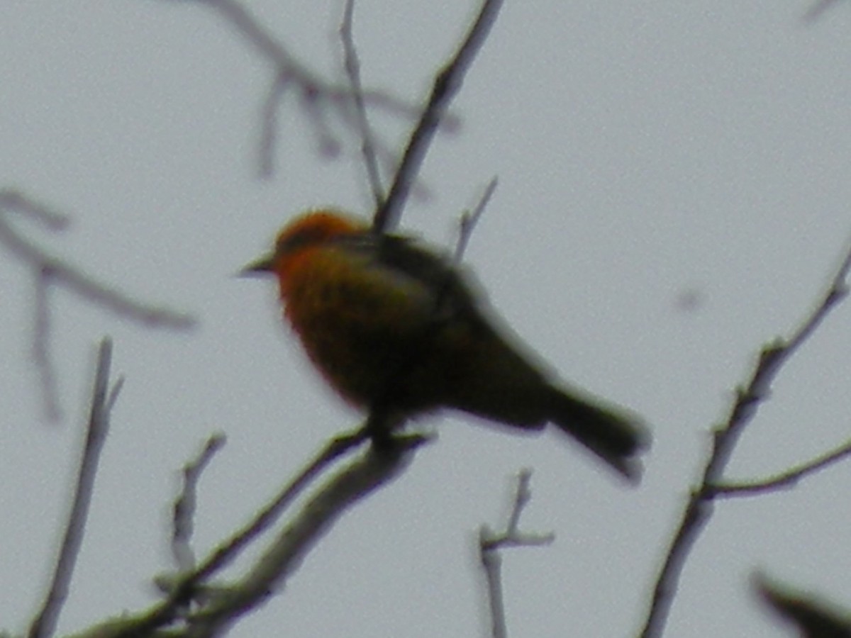 Flame-colored Tanager - ML610209150