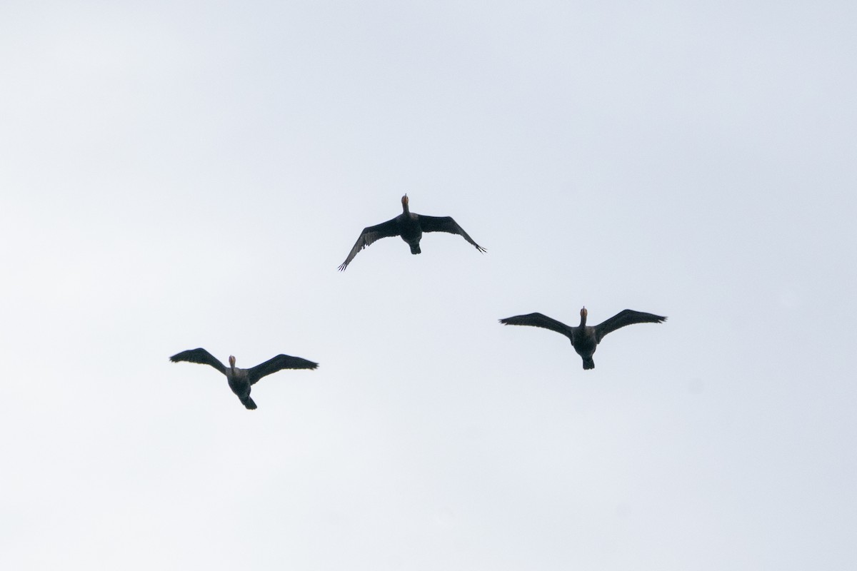 Double-crested Cormorant - ML610209157
