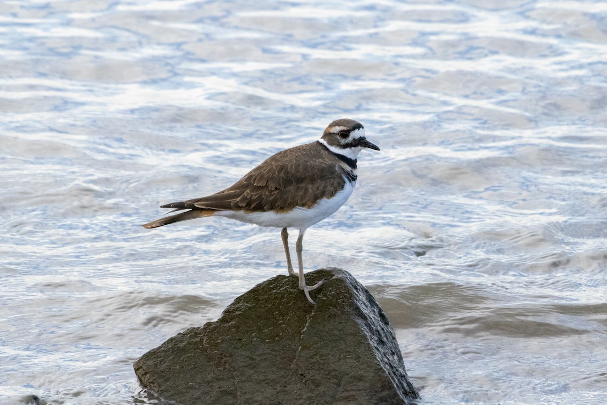 Killdeer - ML610209165