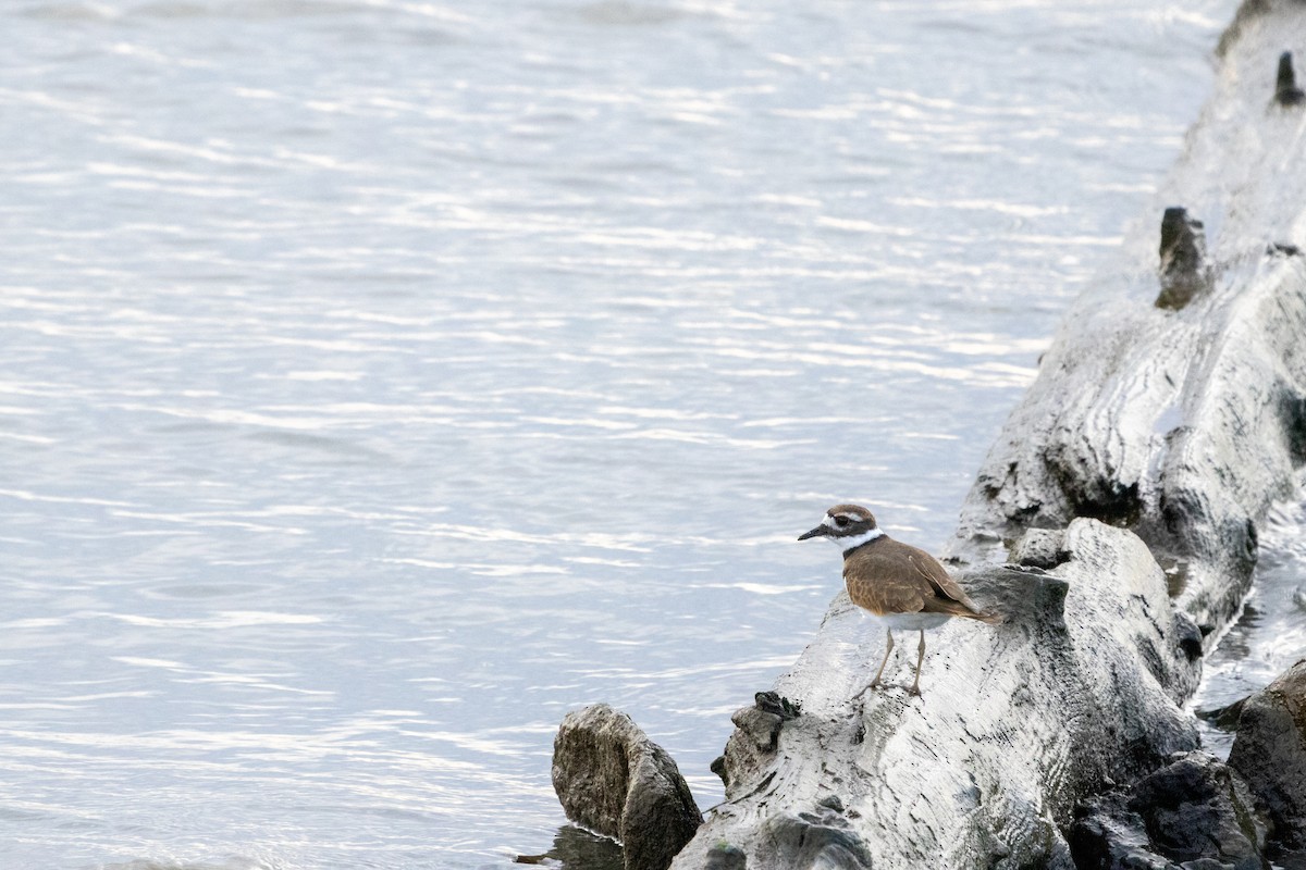 Killdeer - ML610209168