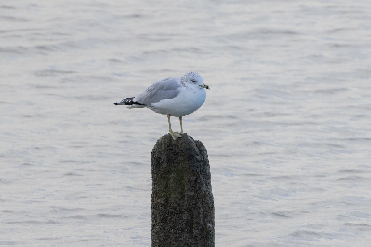 Ring-billed Gull - ML610209172
