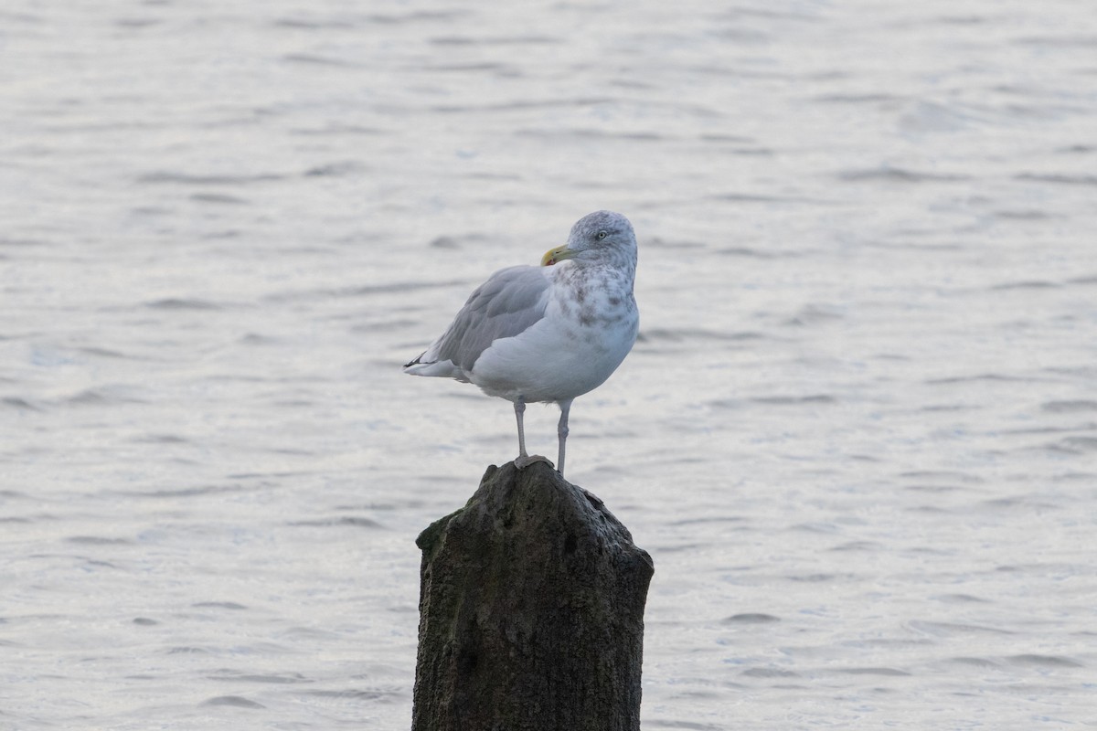 American Herring Gull - ML610209176