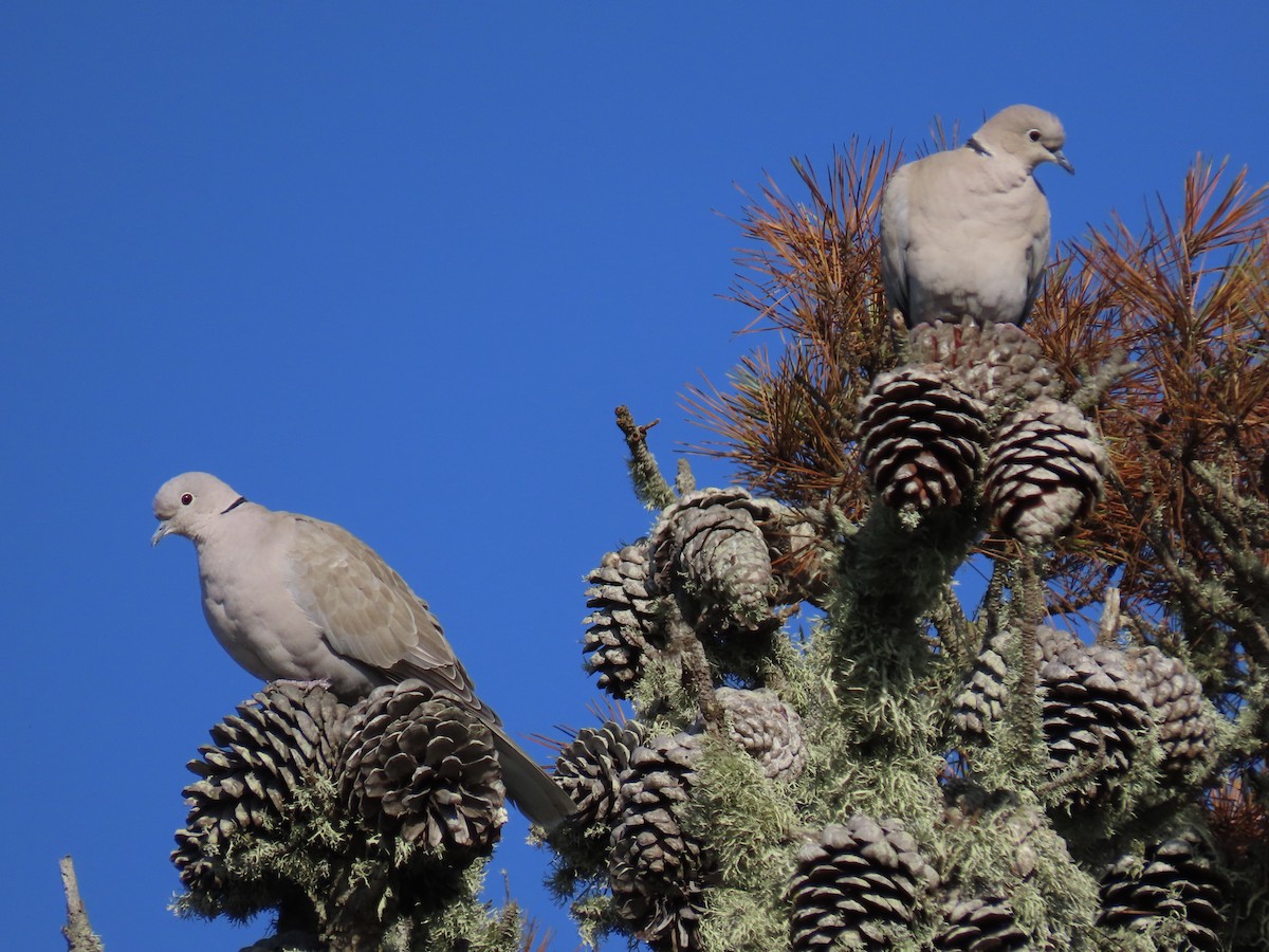 Eurasian Collared-Dove - ML610209210